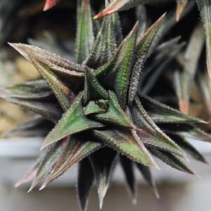 Haworthia Tortuosa cv. ‘Kotengu Nishiki’ Variegated - 3