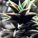 Haworthia Tortuosa cv. ‘Kotengu Nishiki’ Variegated - 4