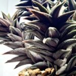 Haworthia Tortuosa cv. ‘Kotengu Nishiki’ Variegated - 5