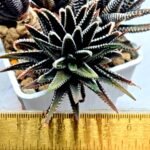 Haworthia attenuata ‘Hakuchou’ [白鳥] (White Butterfly) Var - 1