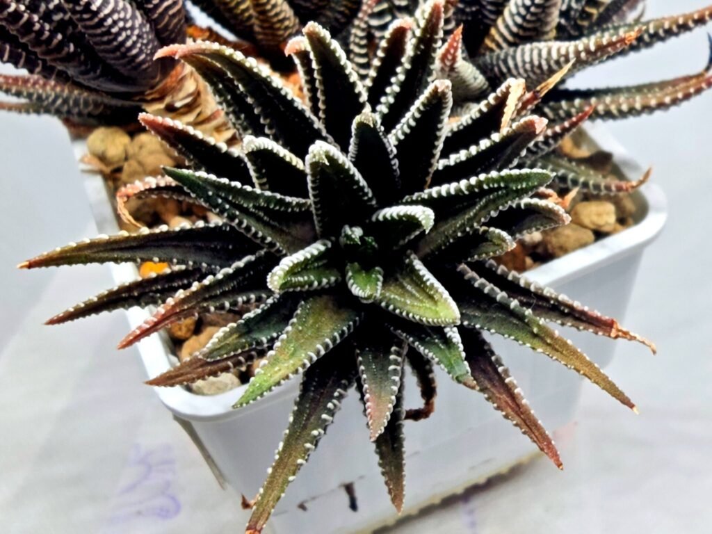 Haworthia attenuata ‘Hakuchou’ [白鳥] (White Butterfly) Var - 2