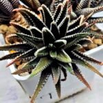 Haworthia attenuata ‘Hakuchou’ [白鳥] (White Butterfly) Var - 2