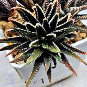 Haworthia attenuata ‘Hakuchou’ [白鳥] (White Butterfly) Var - 2