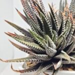 Haworthia attenuata ‘Hakuchou’ [白鳥] (White Butterfly) Var - 3