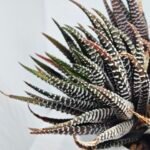 Haworthia attenuata ‘Hakuchou’ [白鳥] (White Butterfly) Var - 4
