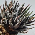 Haworthia attenuata ‘Hakuchou’ [白鳥] (White Butterfly) Var - 5