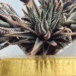 Haworthia attenuata ‘Hakuchou’ [白鳥] (White Butterfly) Var - 1