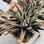 Haworthia attenuata ‘Hakuchou’ [白鳥] (White Butterfly) Var - 2