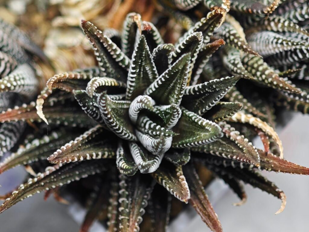Haworthia attenuata ‘Hakuchou’ [白鳥] (White Butterfly) Var - 3