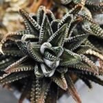 Haworthia attenuata ‘Hakuchou’ [白鳥] (White Butterfly) Var - 3