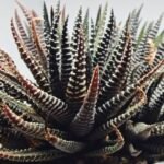 Haworthia attenuata ‘Hakuchou’ [白鳥] (White Butterfly) Var - 4