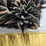Haworthia attenuata ‘Hakuchou’ [白鳥] (White Butterfly) Var - 1
