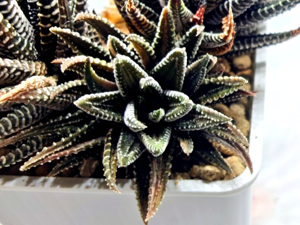 Haworthia attenuata ‘Hakuchou’ [白鳥] (White Butterfly) Var - 2