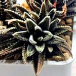 Haworthia attenuata ‘Hakuchou’ [白鳥] (White Butterfly) Var - 2