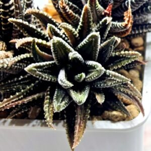 Haworthia attenuata ‘Hakuchou’ [白鳥] (White Butterfly) Var - 2