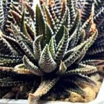 Haworthia attenuata ‘Hakuchou’ [白鳥] (White Butterfly) Var - 3