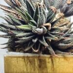 Haworthia attenuata ‘Hakuchou’ [白鳥] (White Butterfly) Var - 3