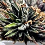 Haworthia attenuata ‘Hakuchou’ [白鳥] (White Butterfly) Var - 4