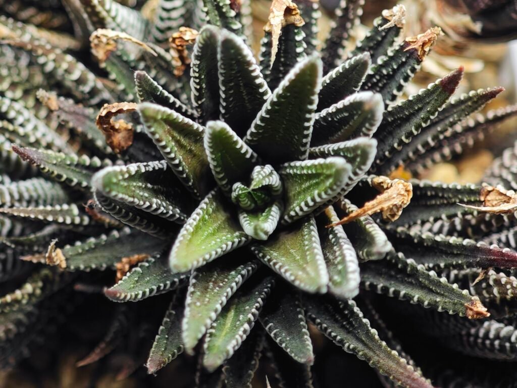 Haworthia attenuata ‘Hakuchou’ [白鳥] (White Butterfly) Var - 1