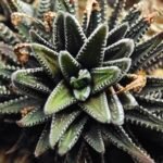 Haworthia attenuata ‘Hakuchou’ [白鳥] (White Butterfly) Var - 1