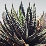 Haworthia attenuata ‘Hakuchou’ [白鳥] (White Butterfly) Var - 2