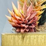 Haworthia subattenuata cv. ‘Kinjo’ [金 城] Gold Castle Var - 1