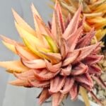Haworthia subattenuata cv. ‘Kinjo’ [金 城] Gold Castle Var - 2