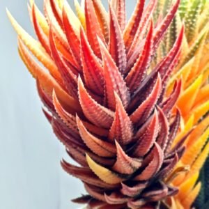 Haworthia subattenuata cv. ‘Kinjo’ [金 城] Gold Castle Var - 3