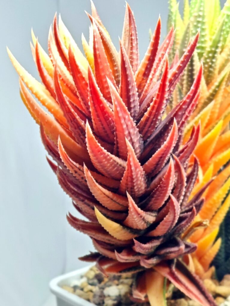 Haworthia subattenuata cv. ‘Kinjo’ [金 城] Gold Castle Var - 3
