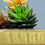 Haworthia subattenuata cv. ‘Kinjo’ [金 城] Gold Castle - 1