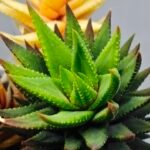 Haworthia subattenuata cv. ‘Kinjo’ [金 城] Gold Castle - 2
