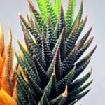 Haworthia subattenuata cv. ‘Kinjo’ [金 城] Gold Castle - 3