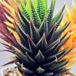 Haworthia subattenuata cv. ‘Kinjo’ [金 城] Gold Castle - 4