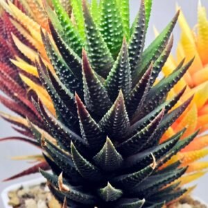 Haworthia subattenuata cv. ‘Kinjo’ [金 城] Gold Castle - 4