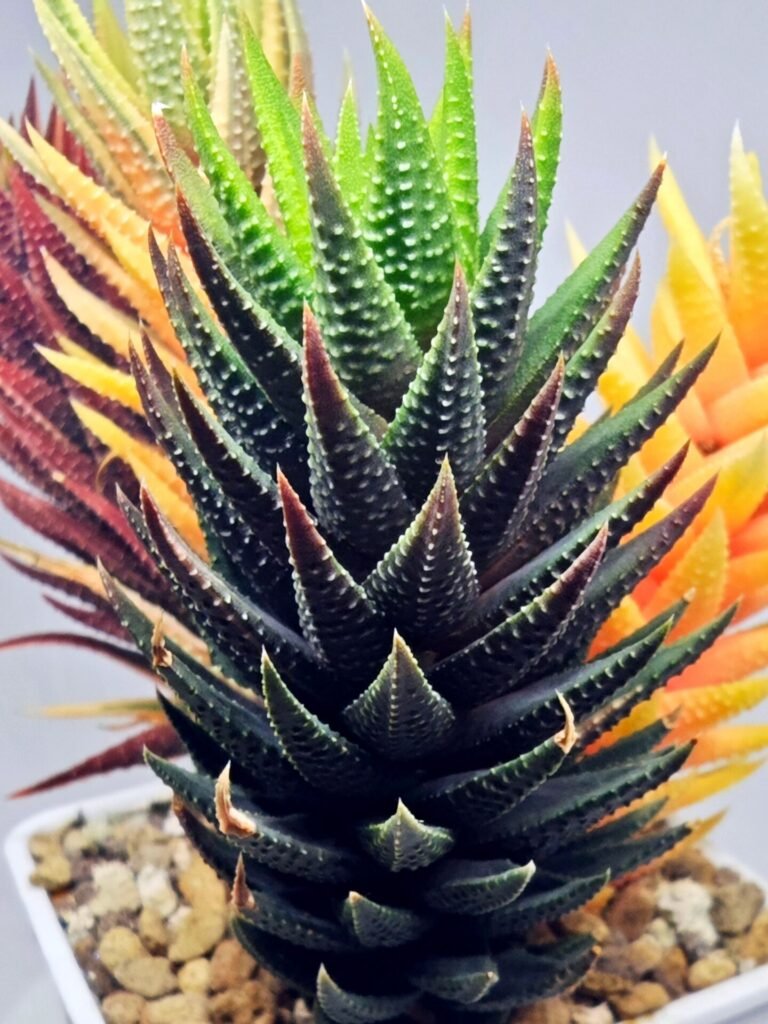 Haworthia subattenuata cv. ‘Kinjo’ [金 城] Gold Castle - 4