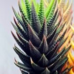 Haworthia subattenuata cv. ‘Kinjo’ [金 城] Gold Castle - 5