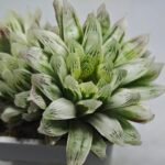 Haworthia Cooperi v. Truncata ‘Suishodama’ Variegated - 1
