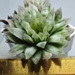 Haworthia Cooperi v. Truncata ‘Suishodama’ Variegated - 2