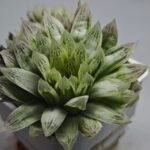 Haworthia Cooperi v. Truncata ‘Suishodama’ Variegated - 3