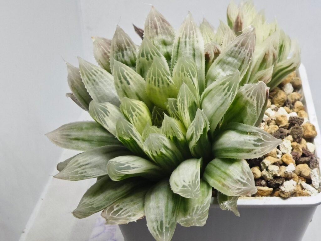 Haworthia Cooperi v. Truncata ‘Suishodama’ Variegated - 4