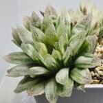 Haworthia Cooperi v. Truncata ‘Suishodama’ Variegated - 4