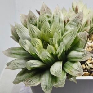 Haworthia Cooperi v. Truncata ‘Suishodama’ Variegated - 4