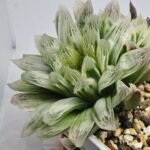 Haworthia Cooperi v. Truncata ‘Suishodama’ Variegated - 5