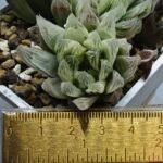 Haworthia Cooperi v. Truncata ‘Suishodama’ Variegated - 1