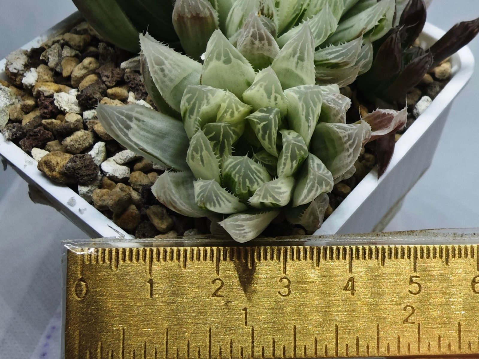 Haworthia Cooperi v. Truncata ‘Suishodama’ Variegated - 1