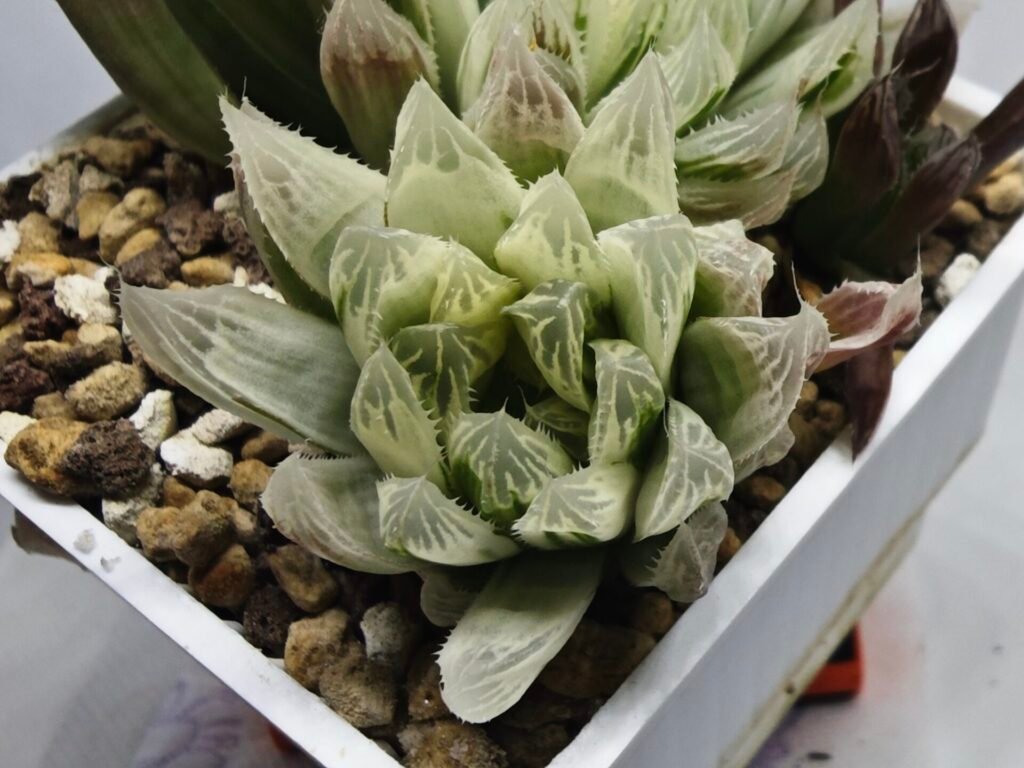 Home 4 Haworthia Cooperi v. Truncata ‘Suishodama’ Variegated - 2