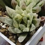 Haworthia Cooperi v. Truncata ‘Suishodama’ Variegated - 2