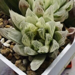Haworthia Cooperi v. Truncata ‘Suishodama’ Variegated - 2