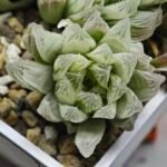 Haworthia Cooperi v. Truncata ‘Suishodama’ Variegated - 3