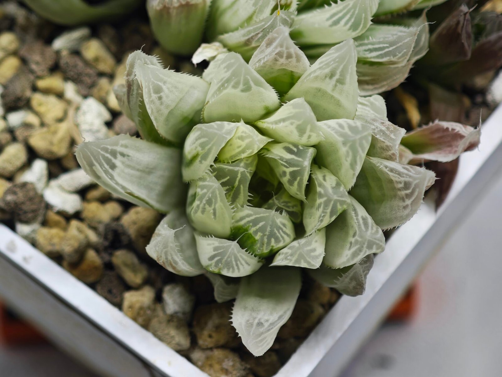 Haworthia Cooperi v. Truncata ‘Suishodama’ Variegated - 3